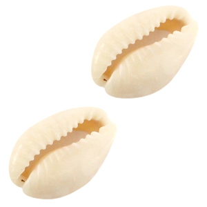 Cowrie open ivory beige, 10 pieces